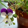 thumbs fiori 03 Fiori a colori