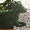 thumbs conserva 06 La conserva della neve a Villa Borghese