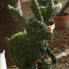 thumbs conserva 07 La conserva della neve a Villa Borghese