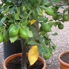 thumbs conserva 10 La conserva della neve a Villa Borghese
