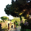 il glicine rampante